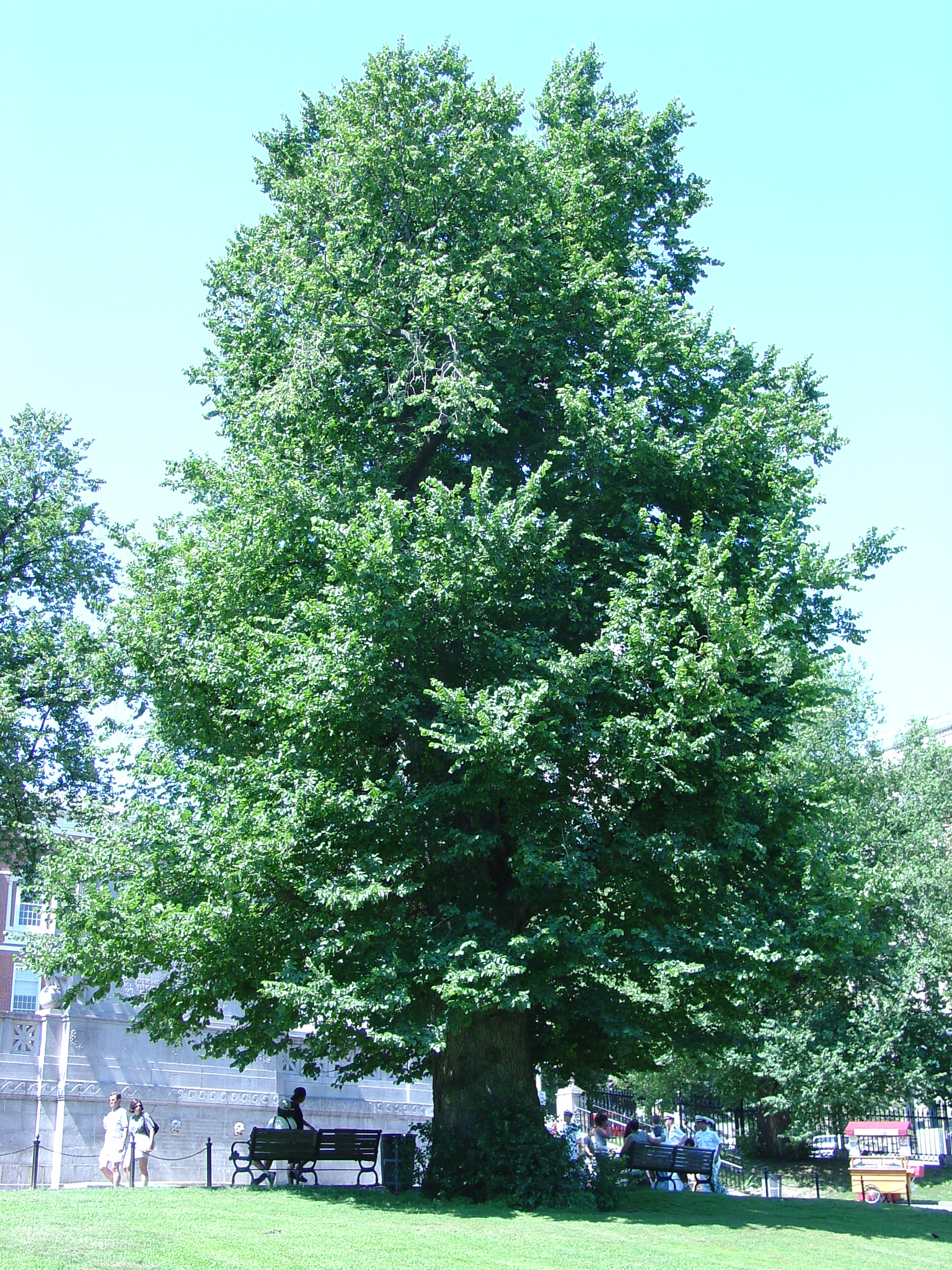 American Basswood Tree What Grows There Hugh Conlon