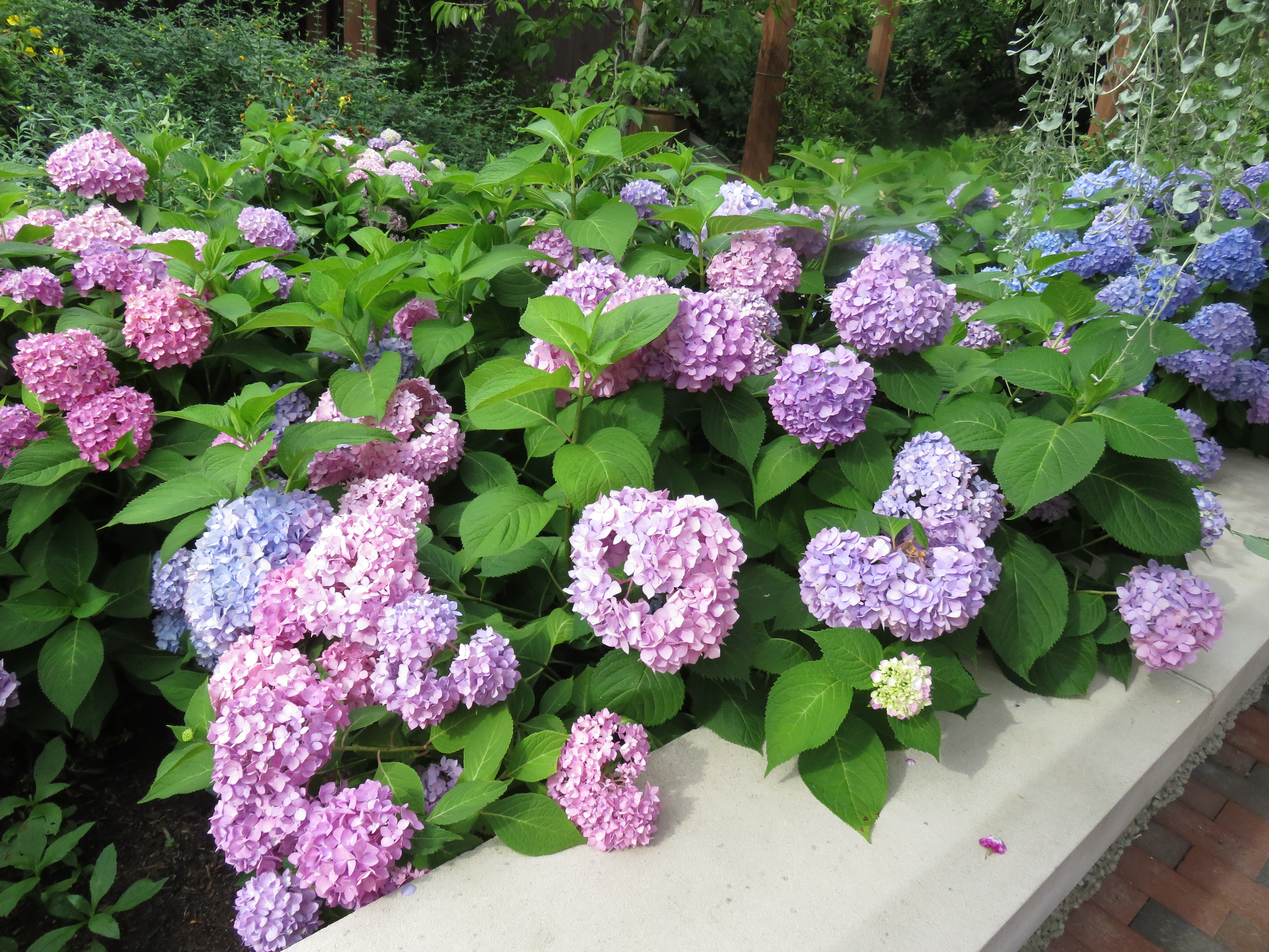 hydrangea macrophylla leaf big hydrangeas