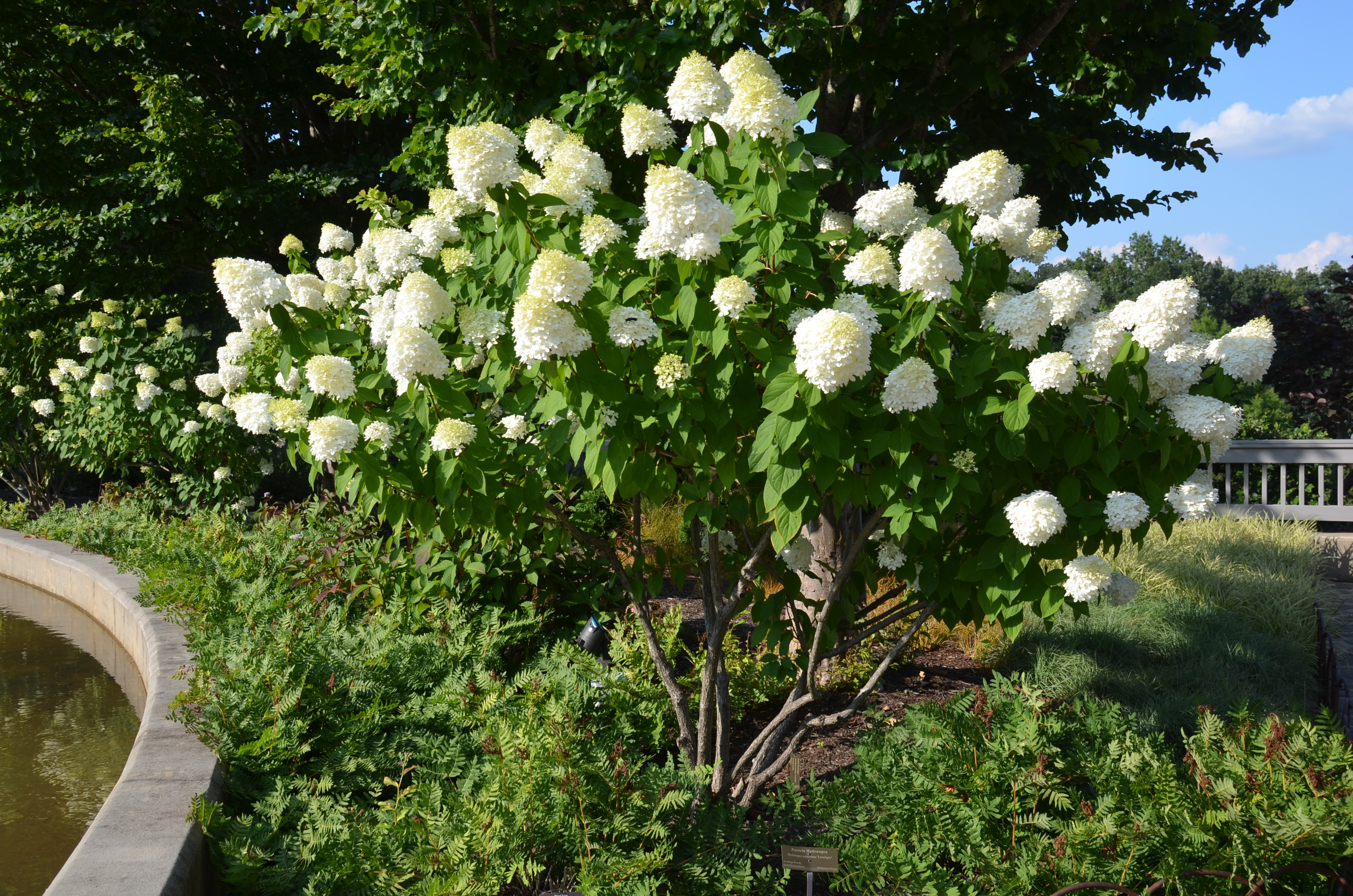 Smaller Alternatives To Limelight Panicle Hydrangea What Grows There Hugh Conlon Horticulturalist Professor Lecturer And Gardener