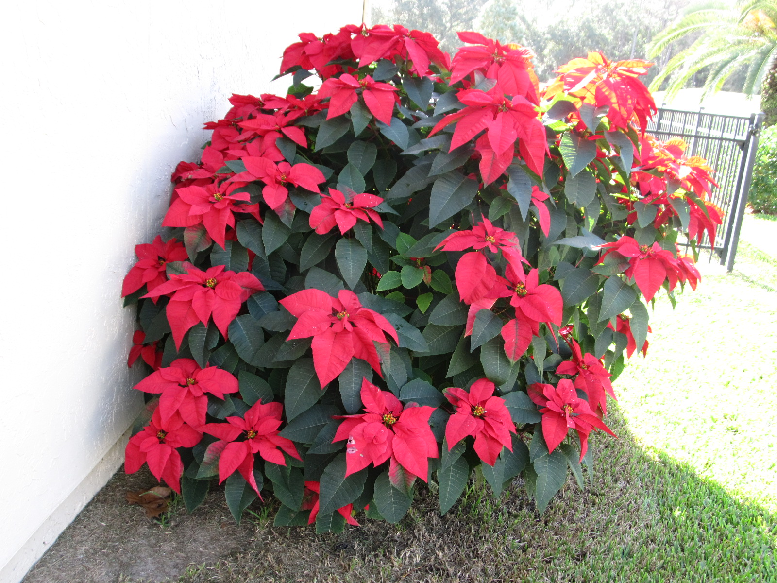 Outdoor Holiday Decorating With Poinsettias And Cyclamens