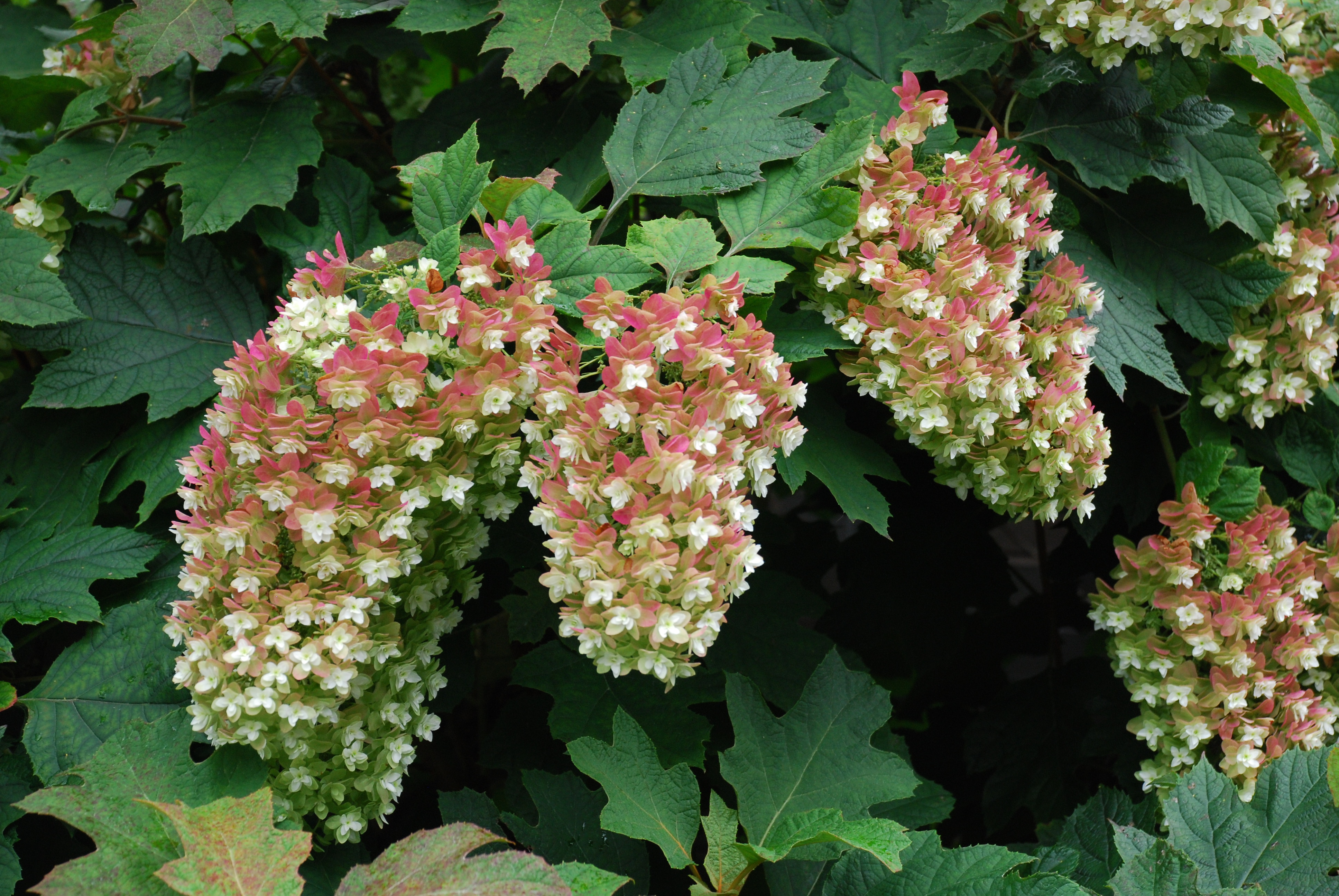 Best Of The Oakleaf Hydrangeas So Far What Grows There Hugh Conlon Horticulturalist Professor Lecturer And Gardener