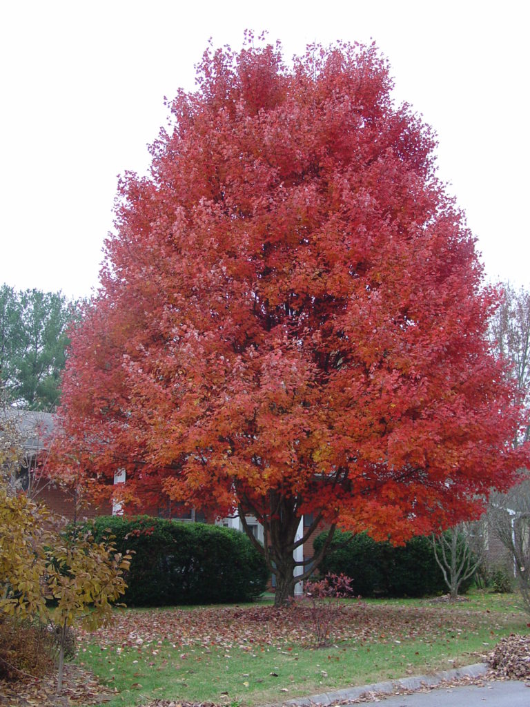 13 Native Trees For Fall Color | What Grows There :: Hugh Conlon