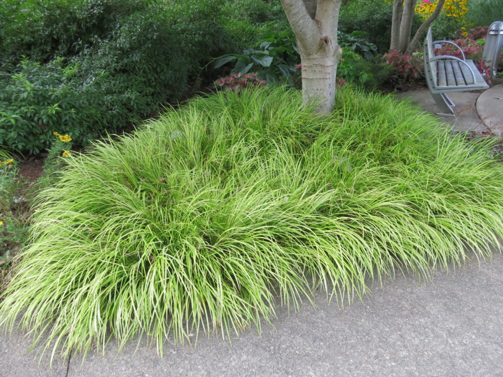 Evergreen 10 Plants Miniature Carex  Rare Japanese Sedge Grass For Shade 