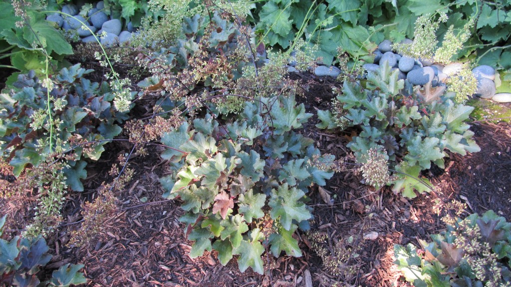 Update On New Heuchera Hybrids | What Grows There :: Hugh Conlon, Horticulturalist, Professor ...