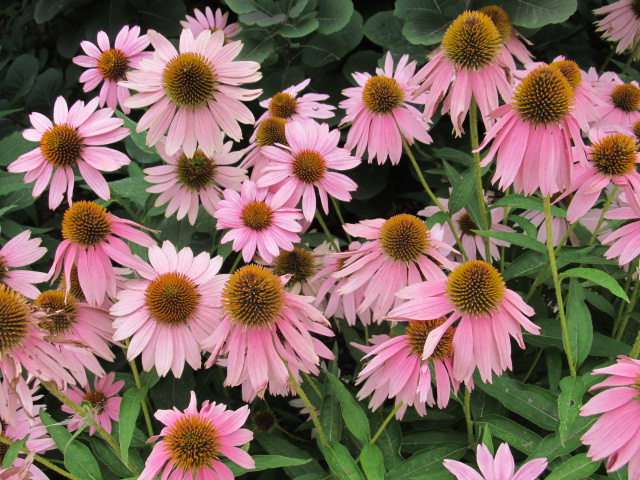 ‘Kim’s Knee High’ Coneflower For Small Gardens | What Grows There ...