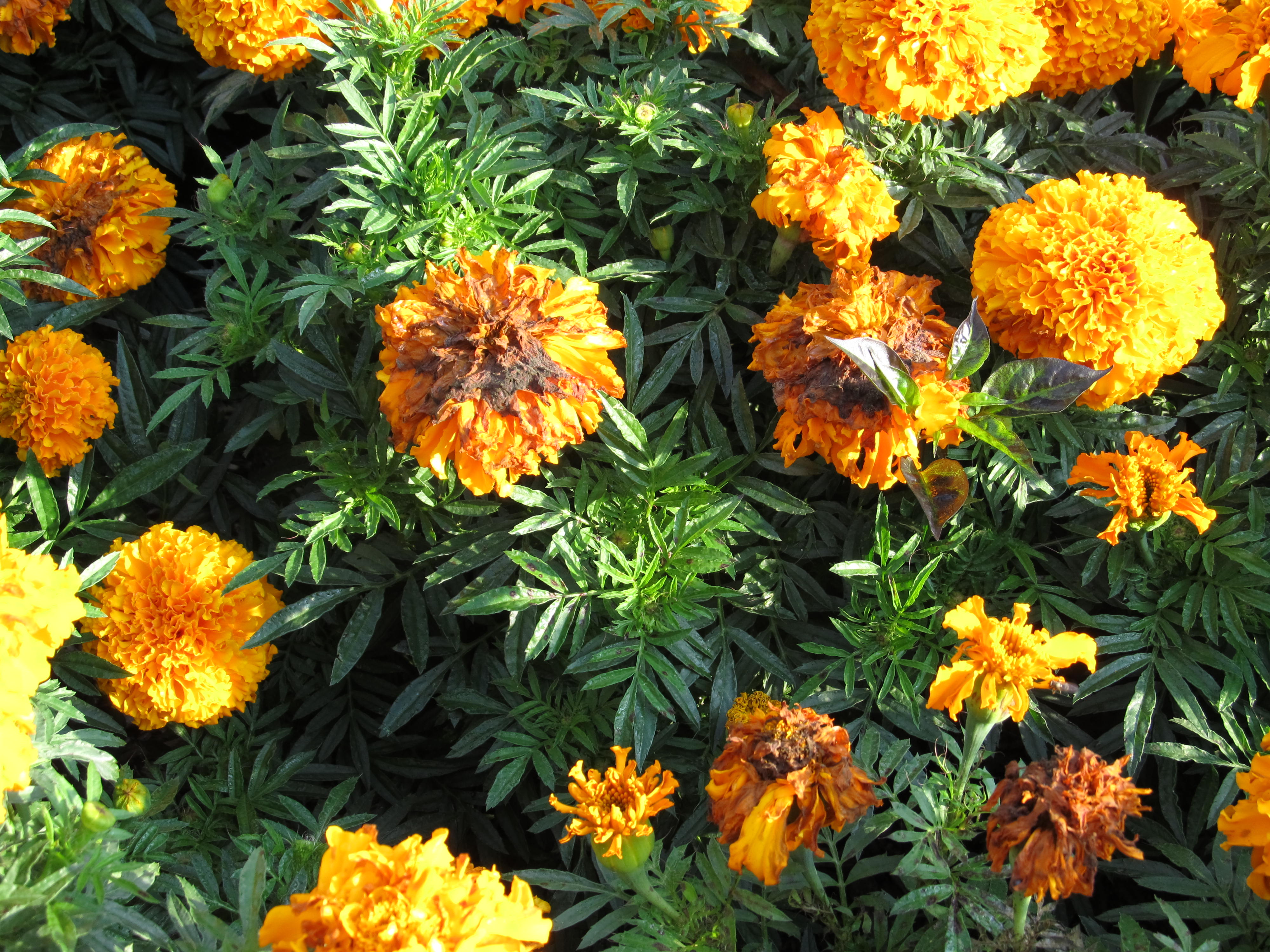Botrytis Disease in Marigolds Can Be Avoided | What Grows There :: Hugh Conlon, Horticulturalist, Professor, Lecturer, and Gardener