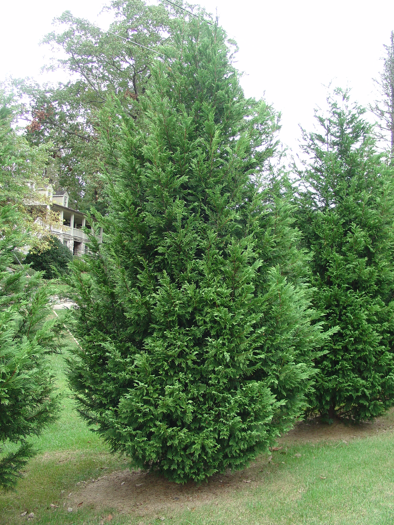 leyland cypress – alternative christmas tree for the south