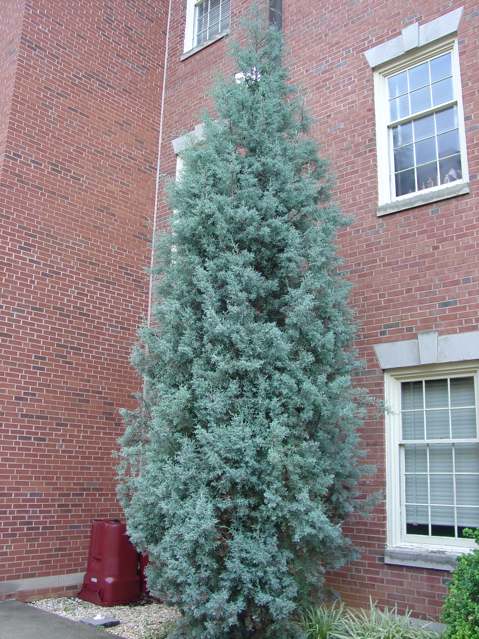 For Dry Sites Try Arizona Cypress | What Grows There :: Hugh Conlon
