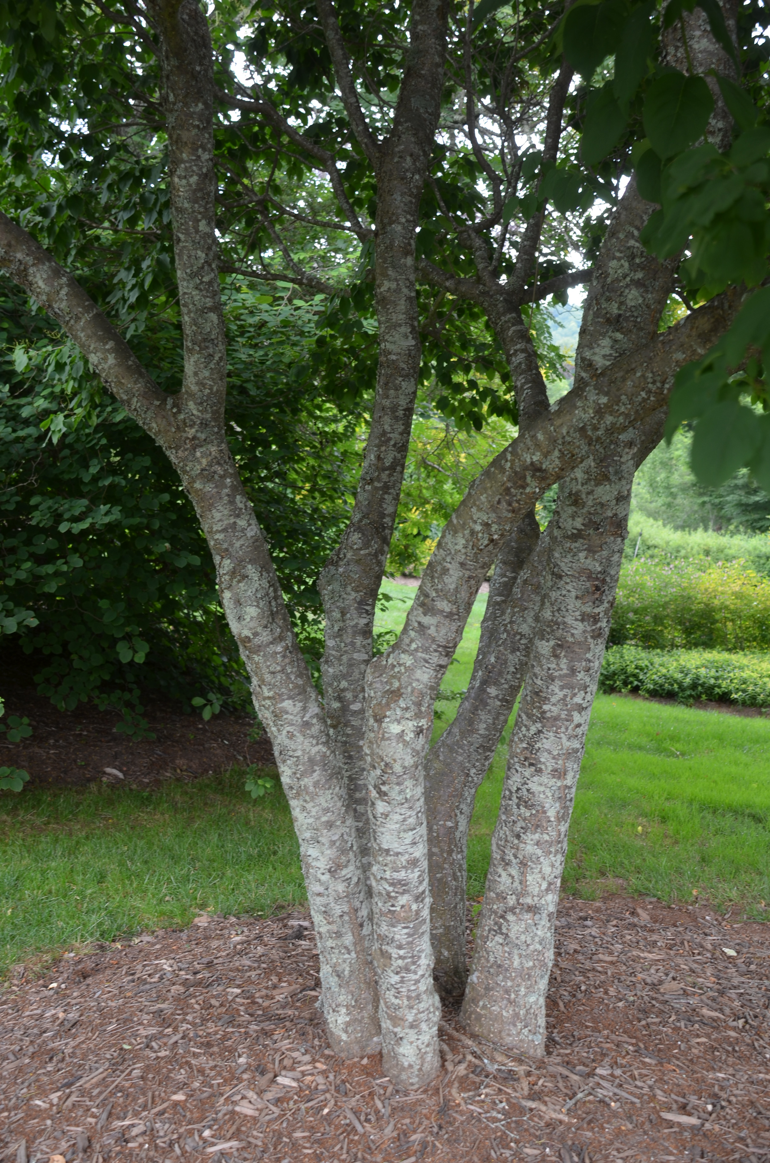 Japanese Tree Lilac Is Excellent Late Flowering Form | What Grows There ...