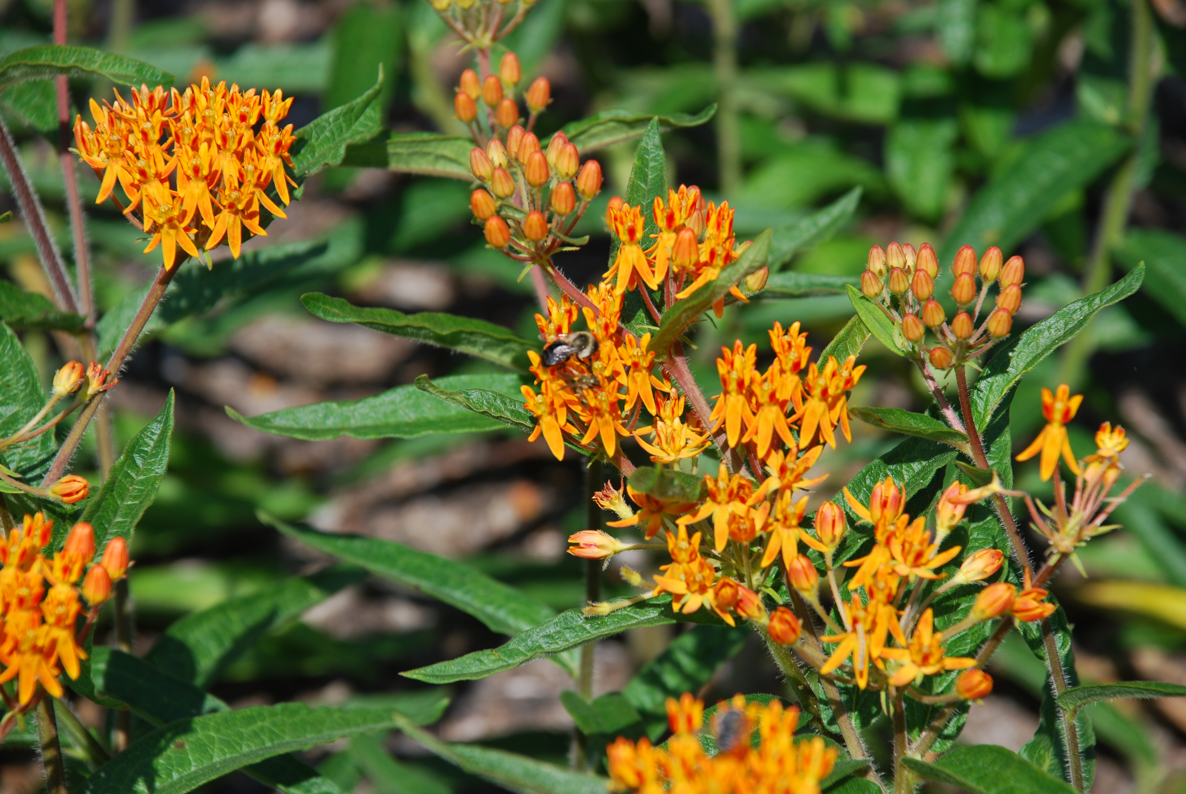 Common Milkweed Seed Planting