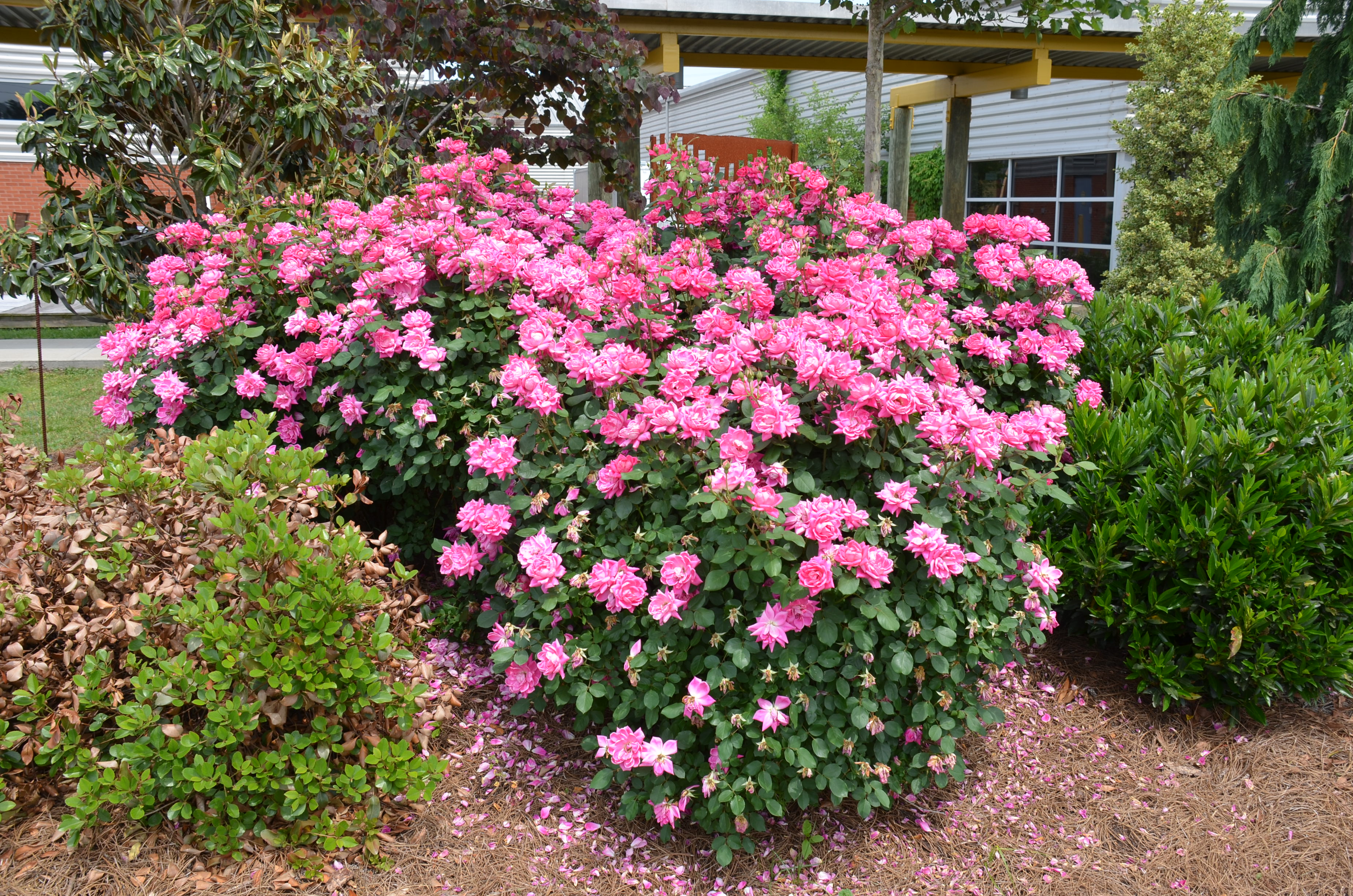 What Grows There :: Hugh Conlon, Horticulturalist, Professor, Lecturer ...