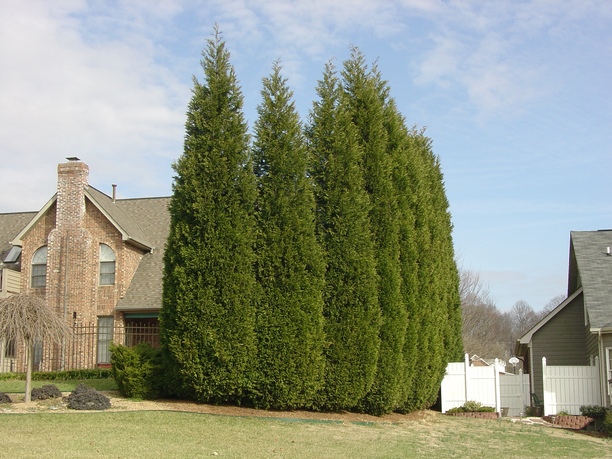 Green Giant Arborvitae Growth Chart