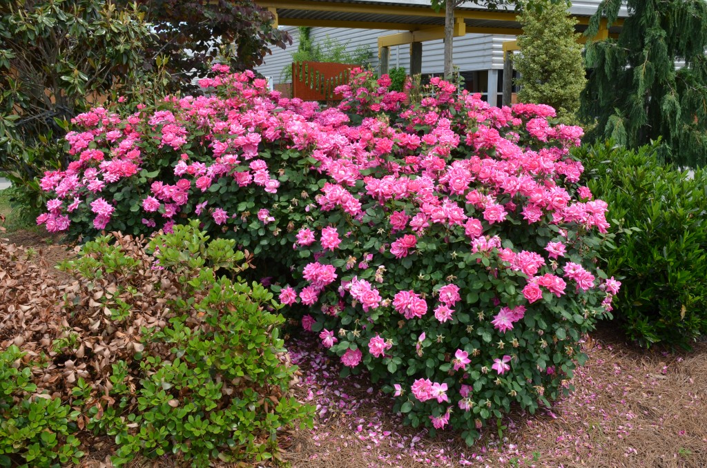 What Roses Need | What Grows There :: Hugh Conlon, Horticulturalist ...