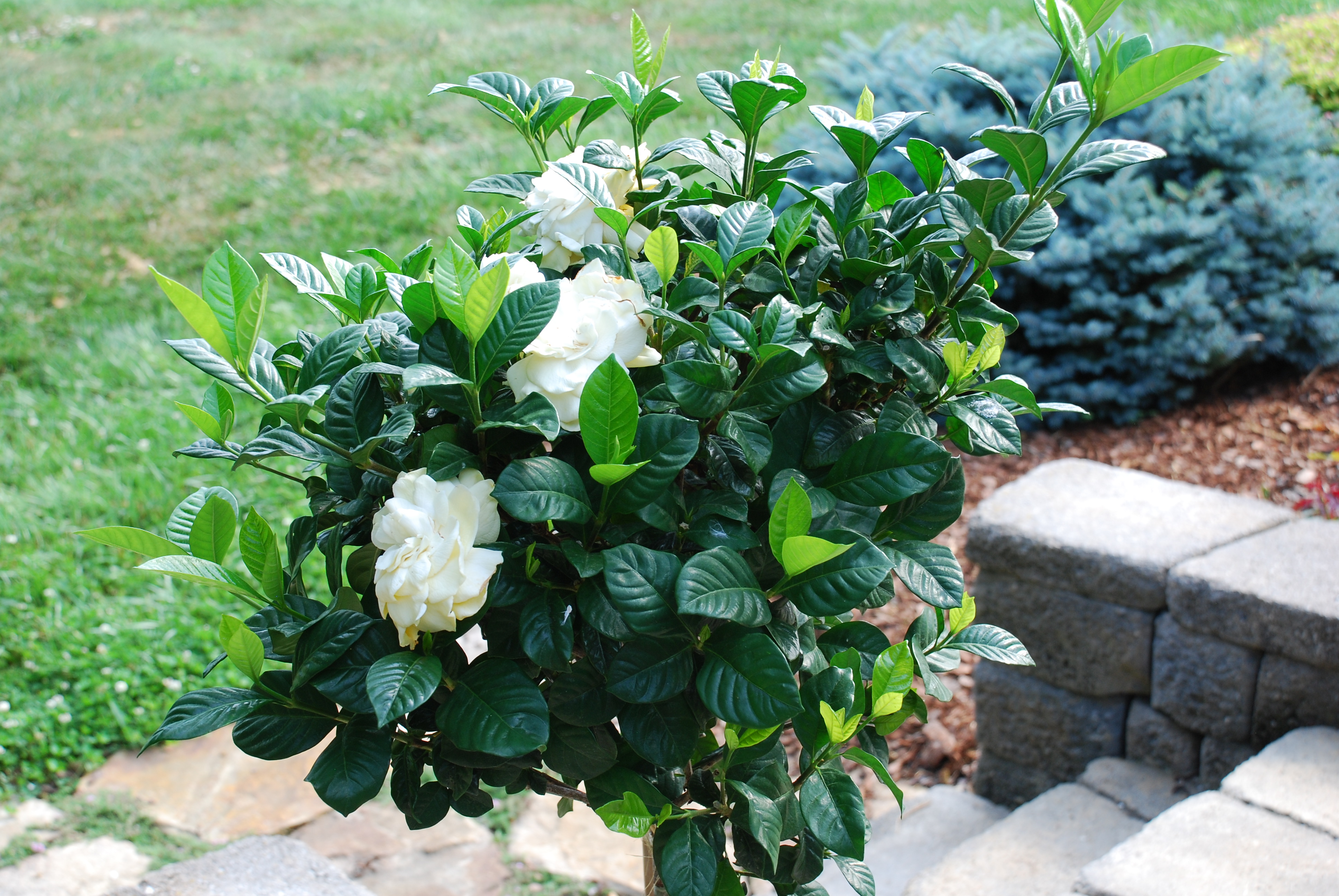 My Search Continues For A Hardy Gardenia | What Grows There :: Hugh Conlon,  Horticulturalist, Professor, Lecturer, and Gardener