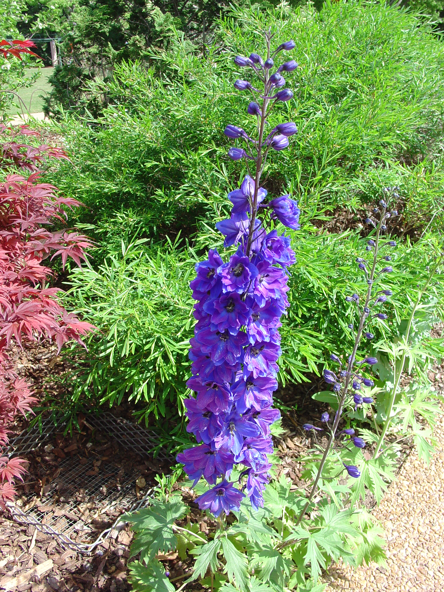delphinium figure