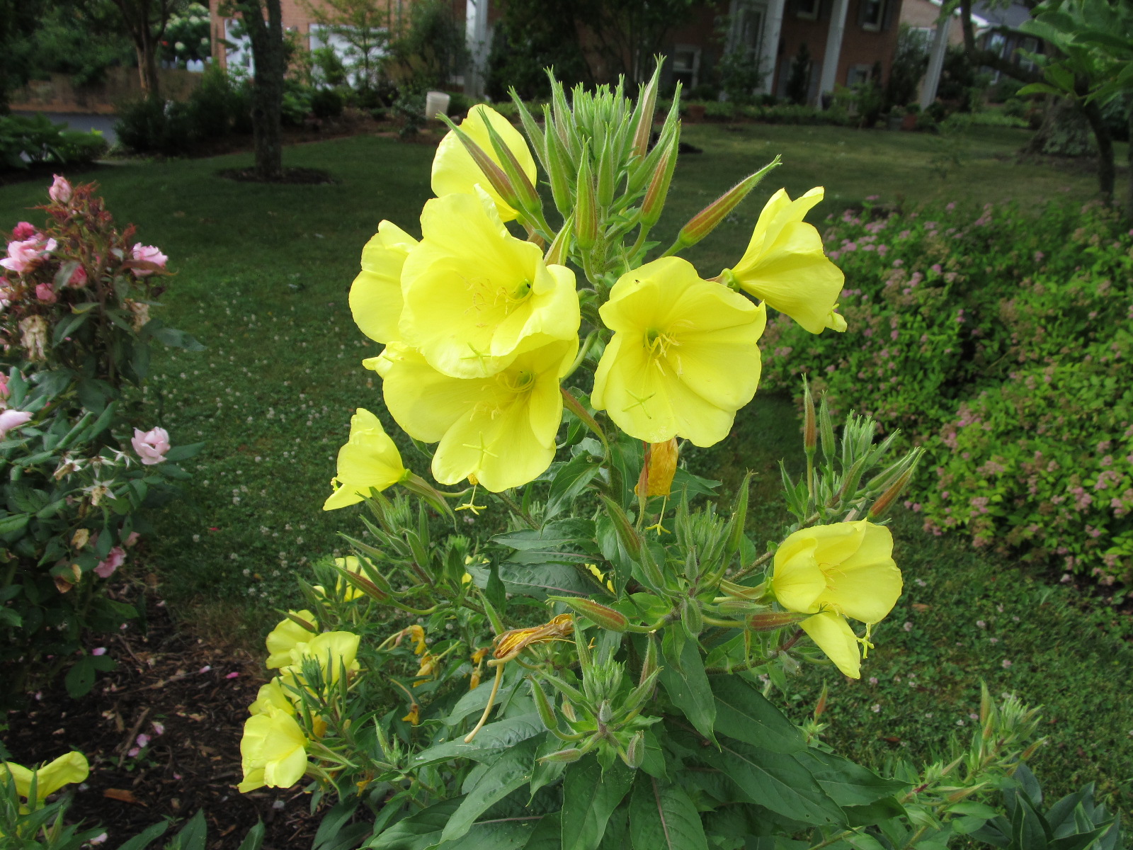 Oenothera 8