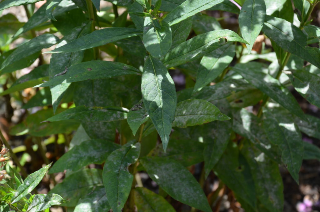 Powdery Mildew Disease Resistant Cultivars | What Grows There :: Hugh ...