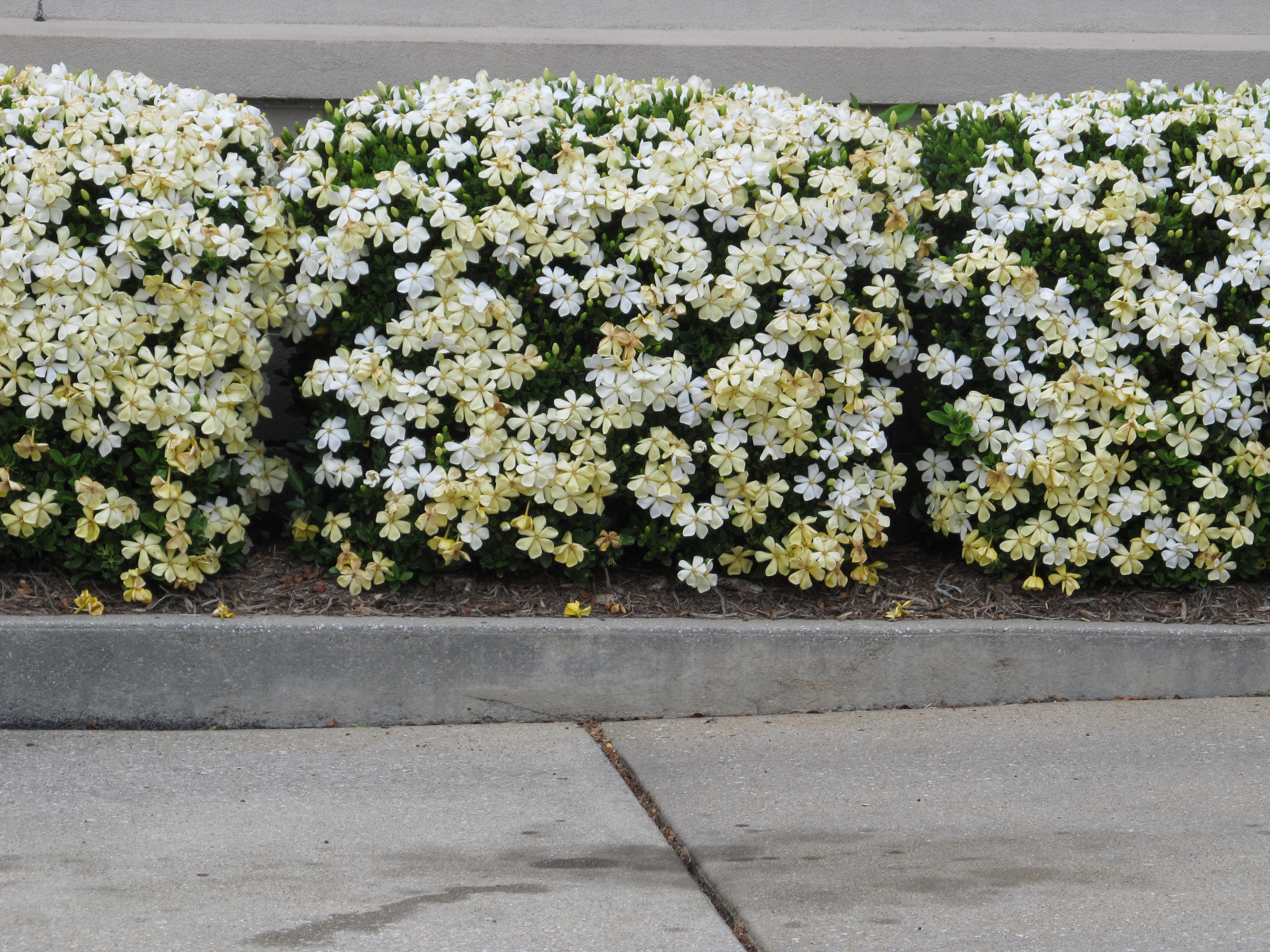Gardenias Continue To Disappoint In The Mid-South | What Grows There ::  Hugh Conlon, Horticulturalist, Professor, Lecturer, and Gardener