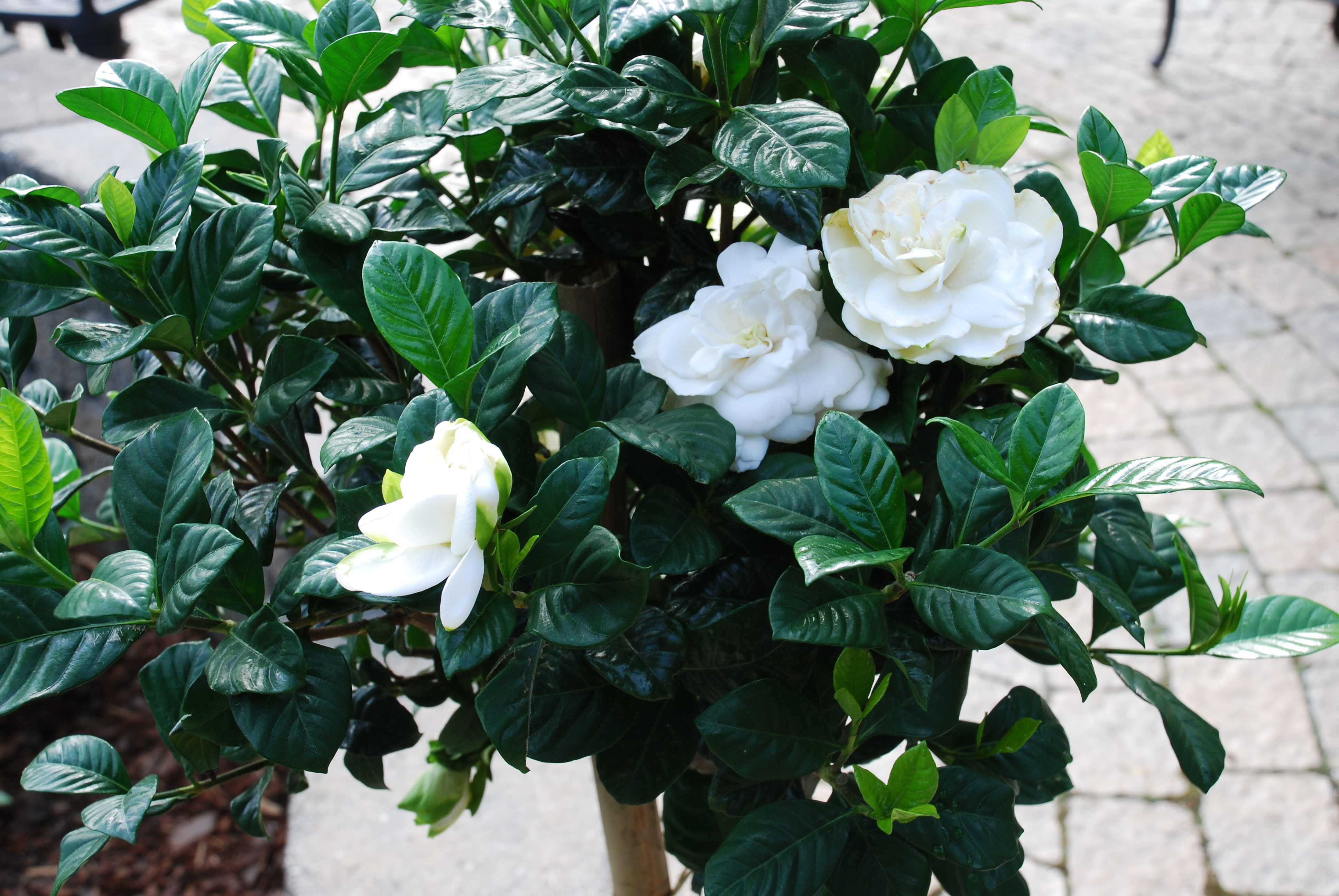 Gardenias Continue To Disappoint In The Mid-South | What Grows There ::  Hugh Conlon, Horticulturalist, Professor, Lecturer, and Gardener