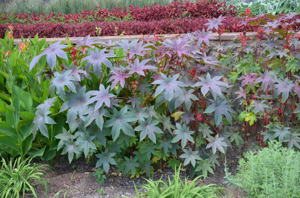 Growing Castor Bean Plant What Grows There Hugh